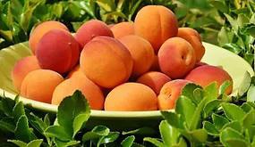 Blenheim Apricot White Balsamic