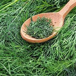 Dill