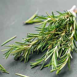 Rosemary