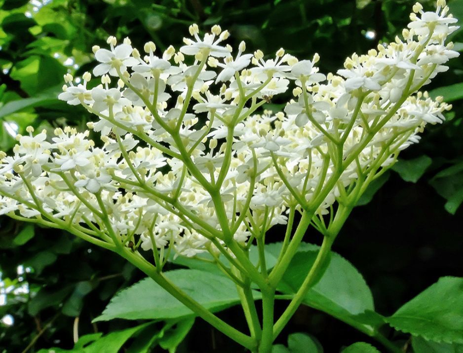 Elderflower White Balsamic