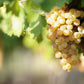 Sherry Reserva Wine Vinegar