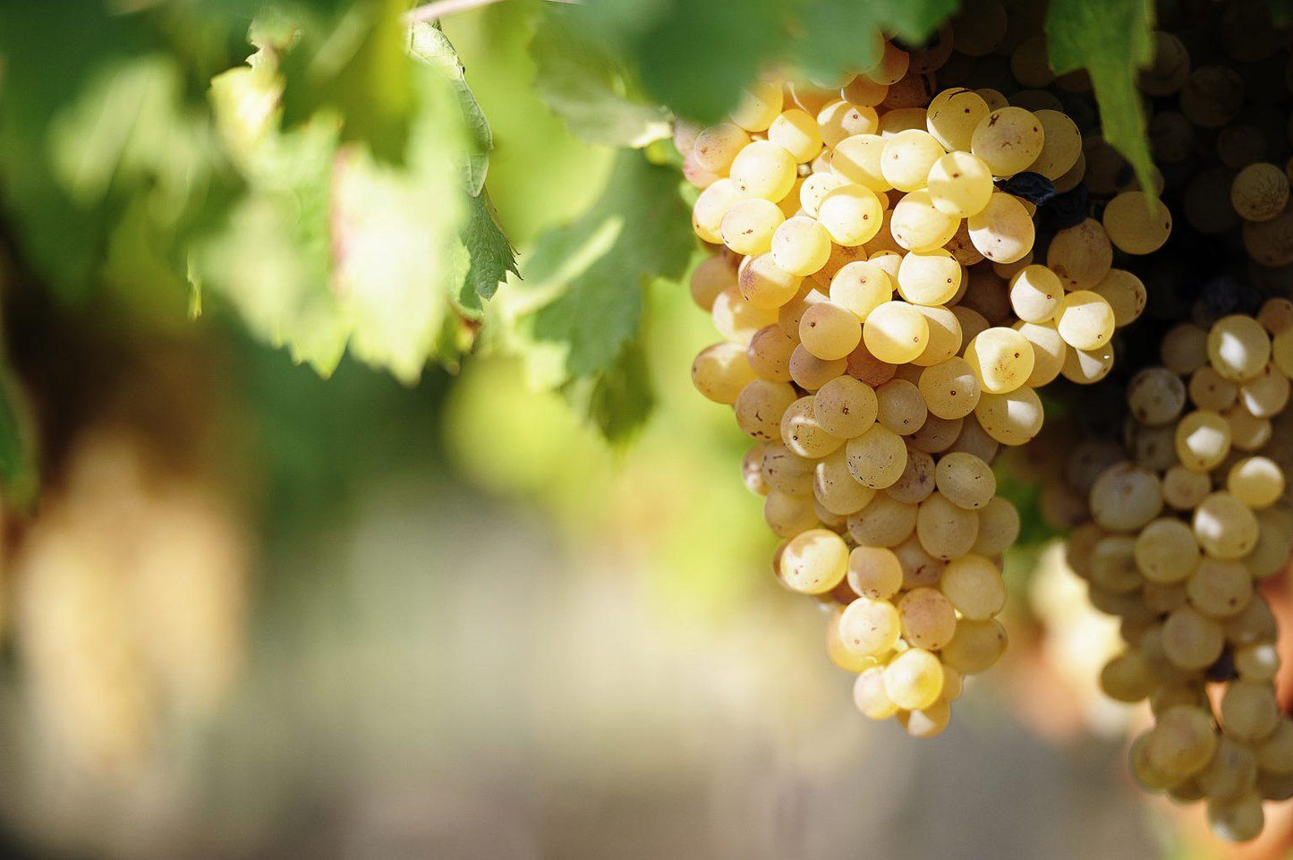Sherry Reserva Wine Vinegar