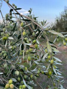 Organic Chetoui –EVOO-Robust Intensity (Tunisia)