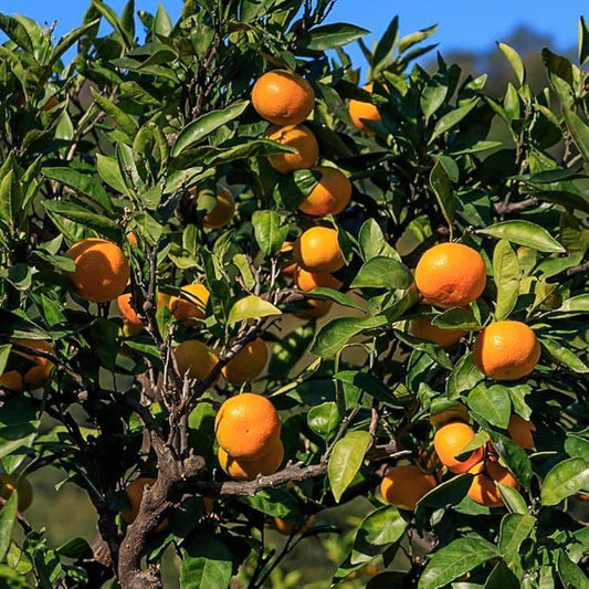 Tangerine Dark Balsamic