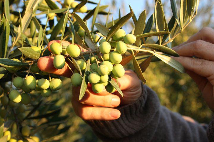 Koroneiki (Robust Intensity) EVOO- Chili