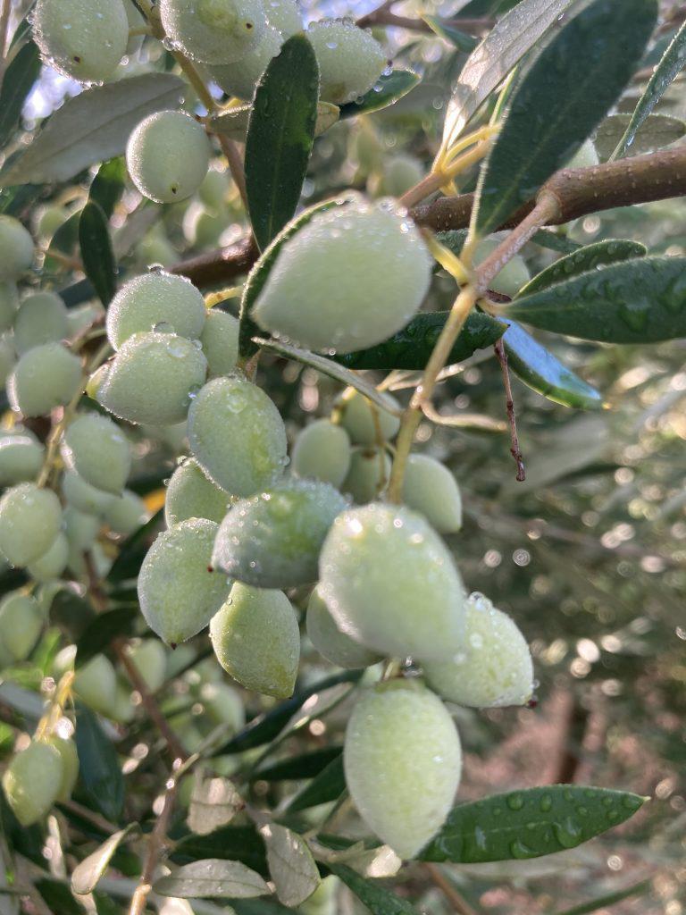 Arbequina (Medium Intensity)- EVOO-Portugal