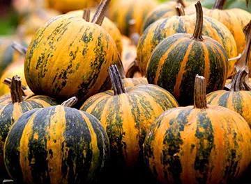 Roasted Pumpkin Seed Specialty Oil