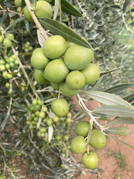 Arbequina-EVOO-Medium Intensity-(Peru)