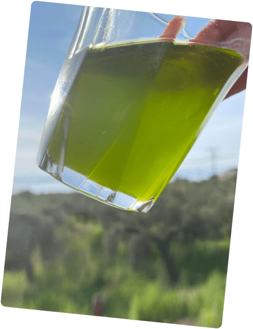 Picual Portugal (Mild) EVOO