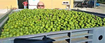 Cobrancosa Portugal EVOO (Medium)