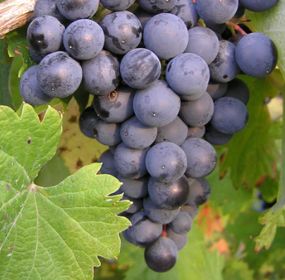 Sherry Reserva Wine Vinegar