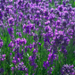 Lavender Dark Balsamic