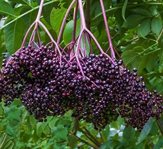 Elderberry Dark Balsamic